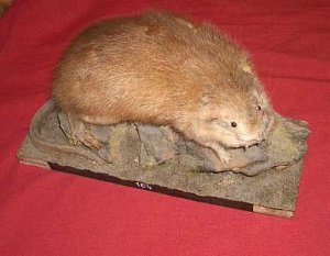 Stuffed beaver