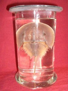 horseshoe crab specimen