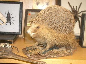 Stuffed hedgehog