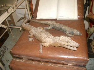 Stuffed crocodile and lizard