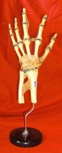 Skeletal Hand