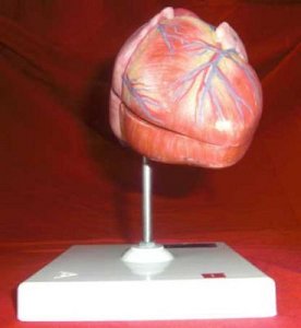 Model Heart on Stand