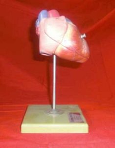 Model Heart on Stand