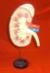 Model Kidney on Stand