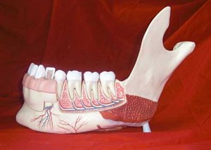 Model Jaw with Teeth