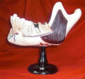Model jaw on Stand