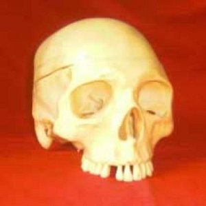 Human Skull (composite)