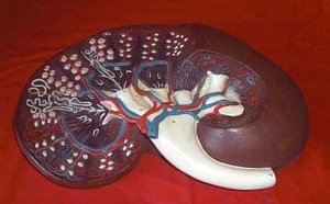 Model Kidney