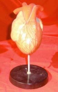 Model Heart on Stand