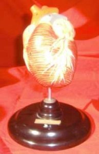 Model Heart on Stand
