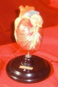 Model Heart on Stand