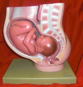 Model Foetus in Utero