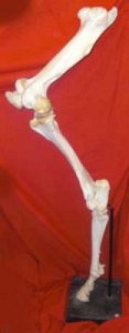 Skeletal Horse Leg on Stand