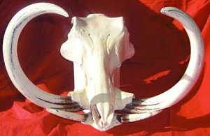 Warthog Skull Cast
