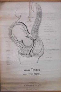 Reproductive System Chart