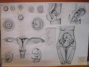 Reproductive System Chart