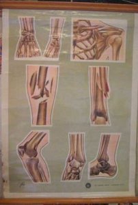 Anatomical Chart