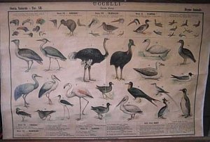 Bird Species Chart c1920