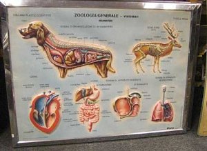 Zoological Chart c1960.