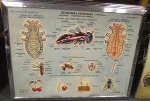 Zoological Chart c1960.