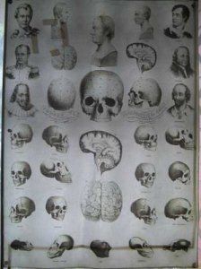 Phrenology Chart on silk c1890.