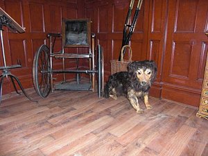 Consulting Room with Wheelchair and Dog