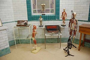Anatomical Models in the Old Operating Theatre