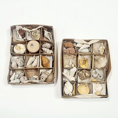 Period Shell Collections In Cardboard Trays (each)
