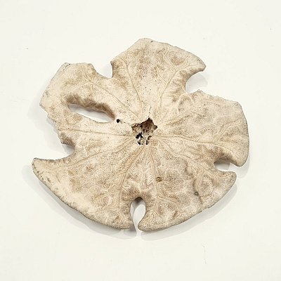 Sea Anemone Skeleton