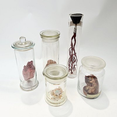 Small Imitation Organ In Jar (each)