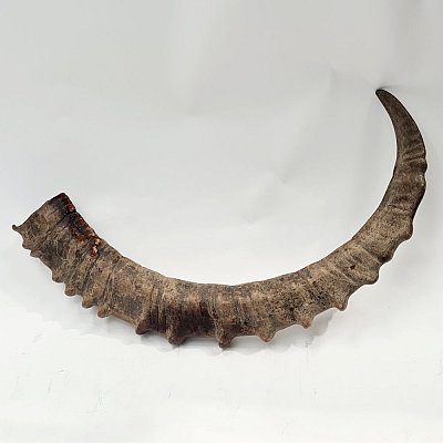 Large Antler / Horn