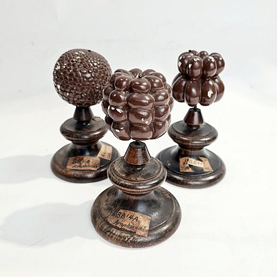 Cell Models On Wooden Bases (each)