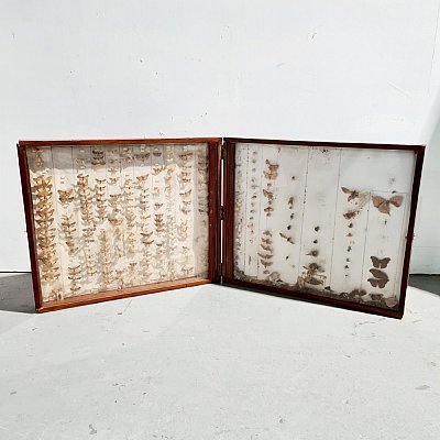 Collection Of Moths In Hinged Case (distressed)