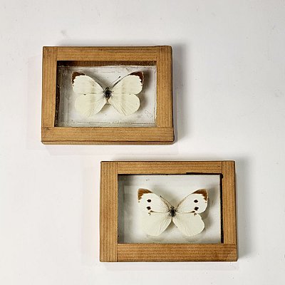 Butterfly In Case (each)