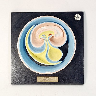 Mounted Embryo Cross Section - Fowl
