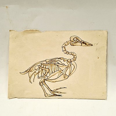 Sketch of Bird Skeleton