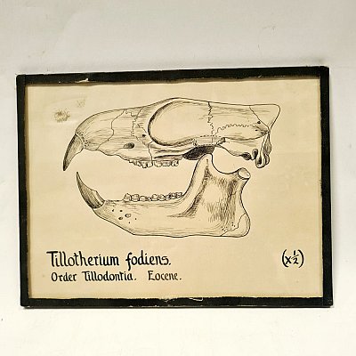 Sketch of Rabbit Skull
