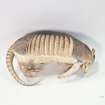 Taxidermy Armadillo