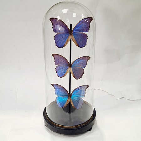 Domed Butterfly Display