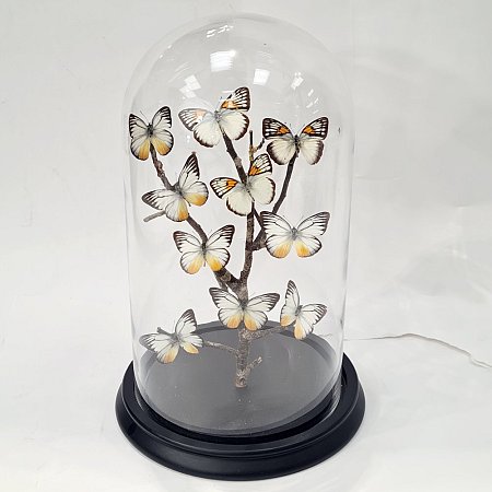 Domed Butterfly Display