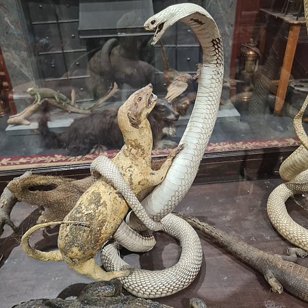 Taxidermy Snake and Mongoose