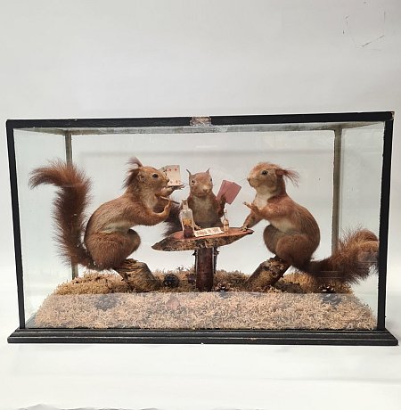 Diorama of Taxidermy Squirrels