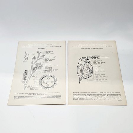 Zoological Illustrations