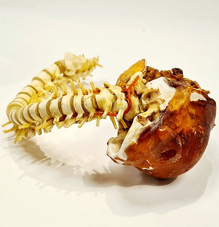 Model Of Baby Skull With Spine