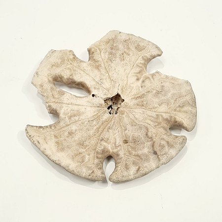 Sea Anemone Skeleton