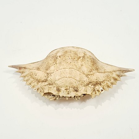 Crab Shell