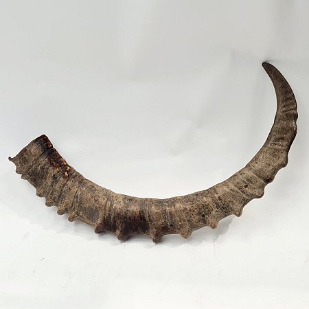 Large Antler / Horn