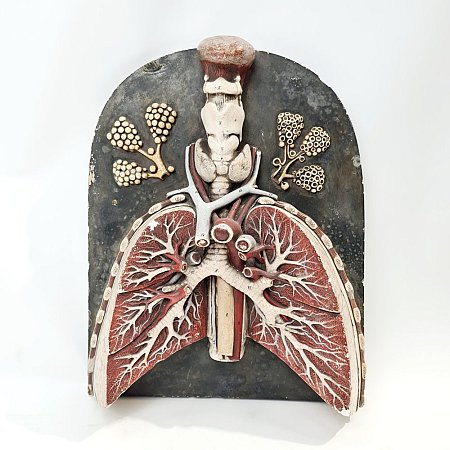 Period Anatomical Lung Model