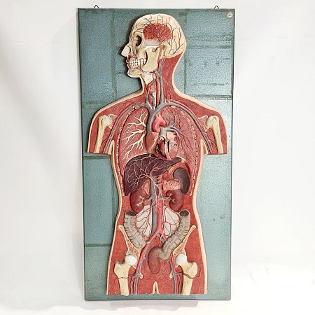Anatomical torso on wall plaque 19th-20th c.