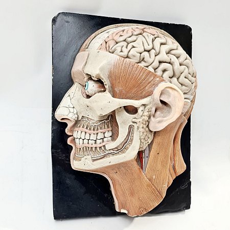 Period Plaster Anatomical Head